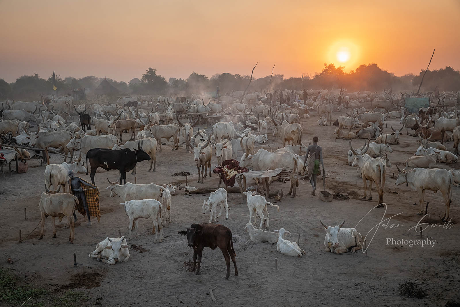 Overview of a Mundari cattle camp in South Sudan