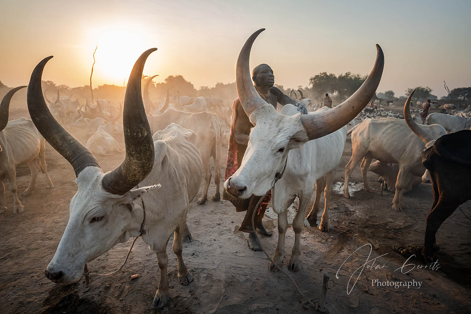 Mundari cattle camp in South Sudan