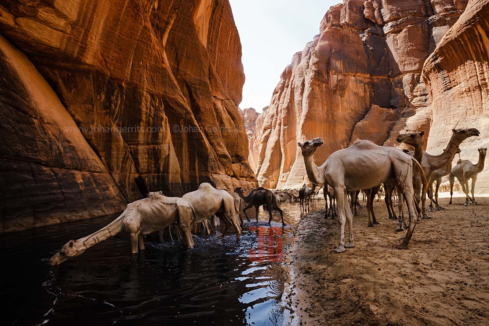 Camels from the Tubu (Toubou) nomads finding refreshment after a long ride through the Ennedi desert in the Guelta d'Archei - Chad