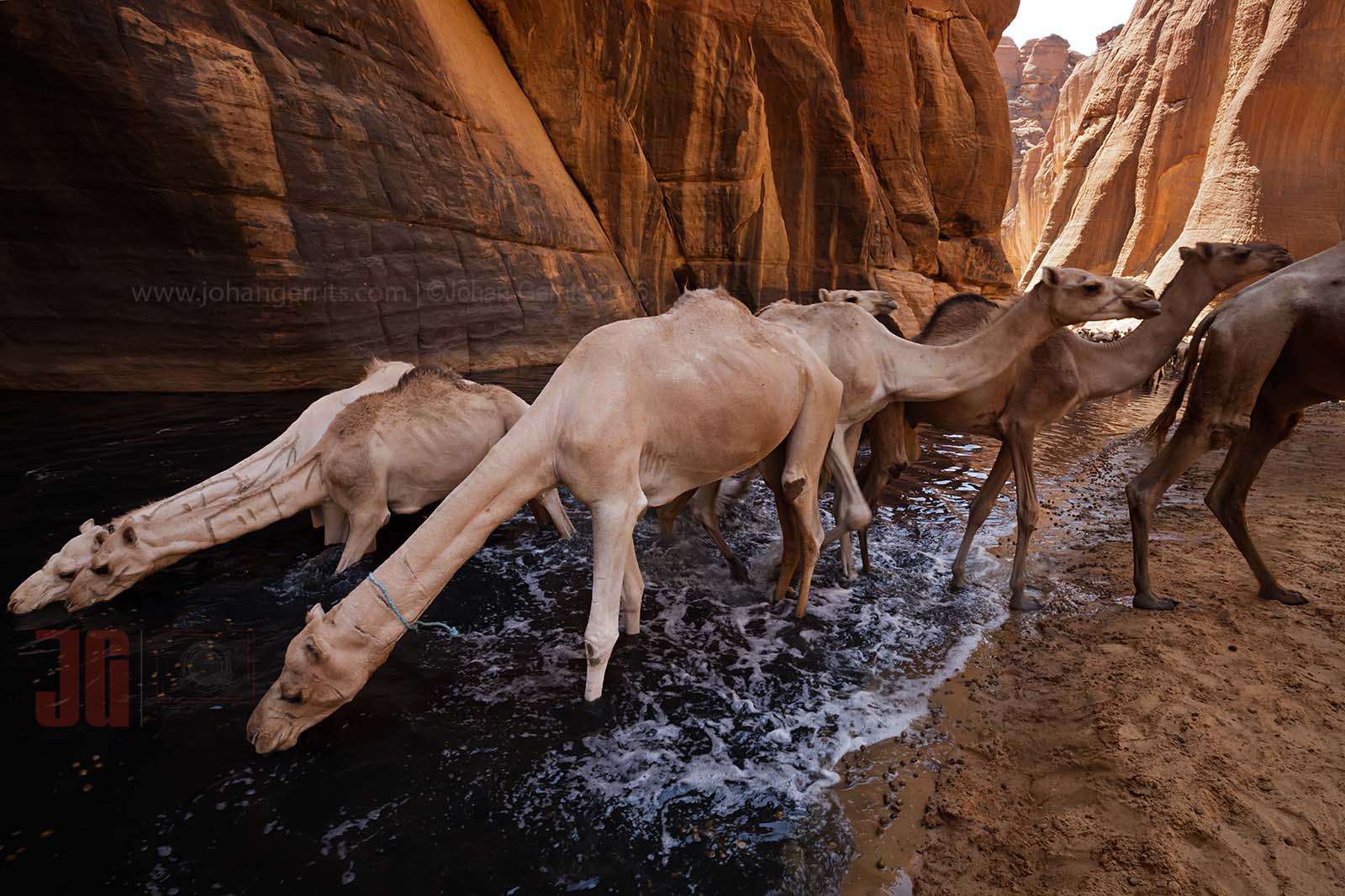 Camels from the Tubu (Toubou) nomads finding refreshment after a long ride through the Ennedi desert in the Guelta d'Archei - Chad