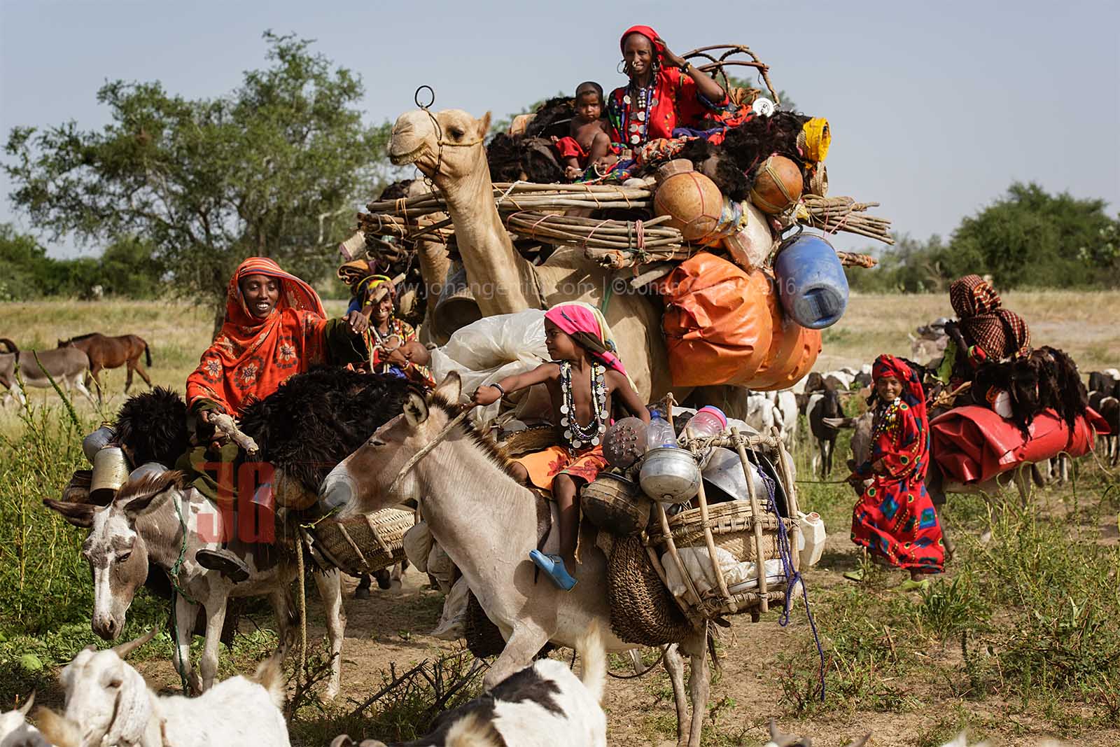 Tubu (Toubou) nomads trekking with their lifestock south Chad