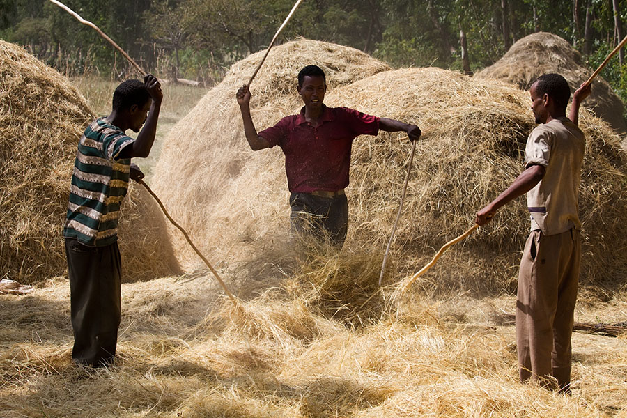 201 Threshing the Sorghum Gorage Ethiopia